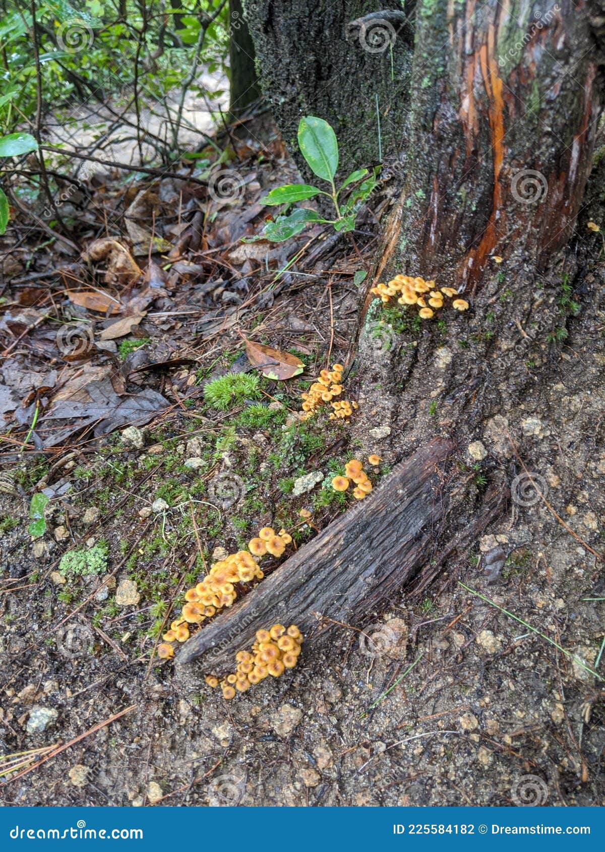 Mushrooms of Asheville NC stock photo. Image of forest 225584182