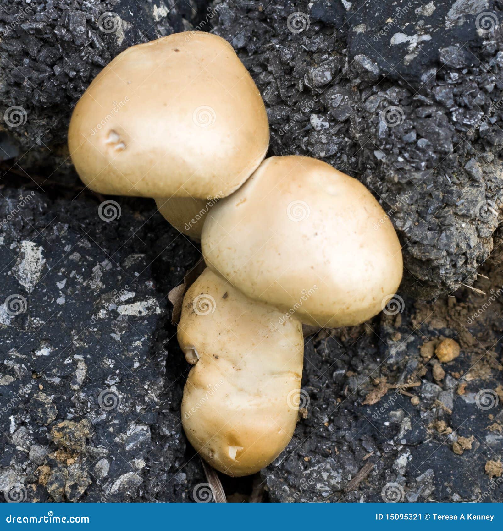 Mushrooms in Asphalt stock image. Image of conceptual 15095321