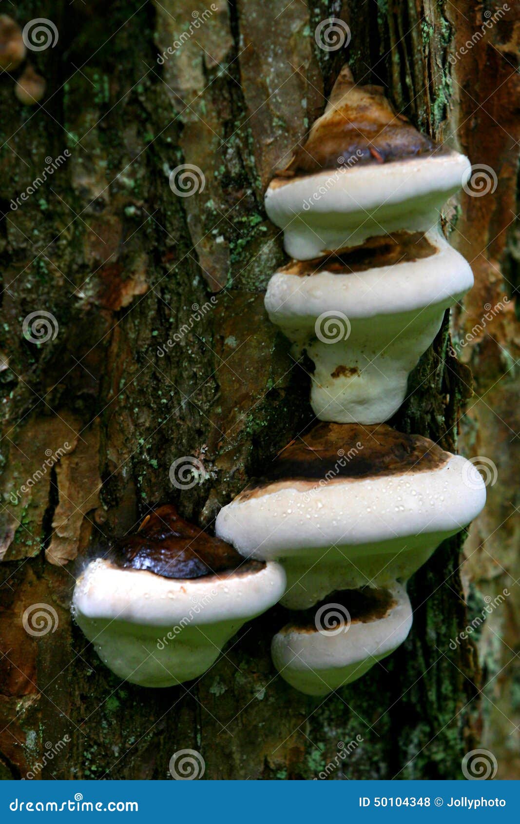 Mushrooms on Bark stock photo. Image of fungus, poisonous 50104348