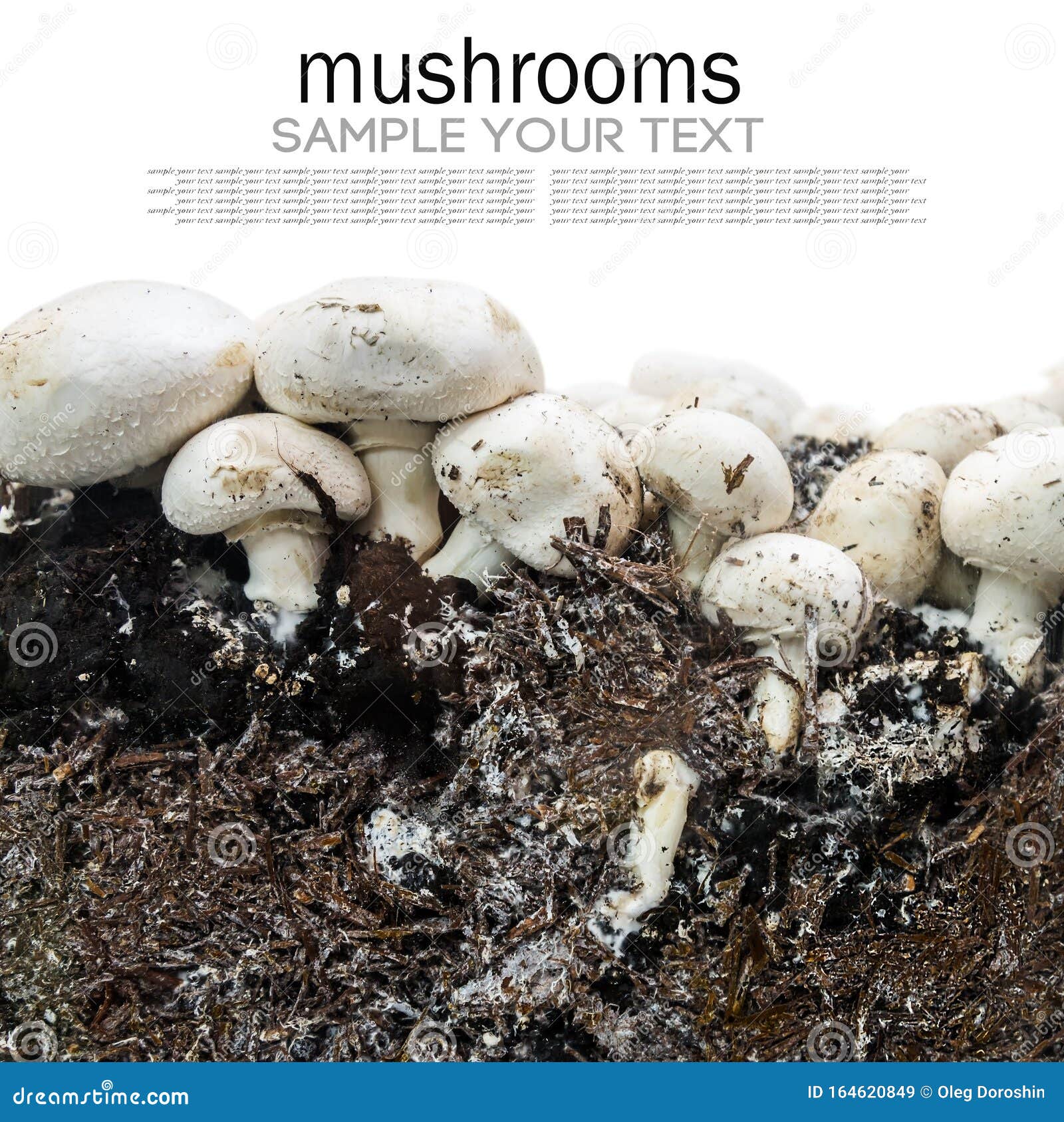 Mushrooms Champignons and Mycelium Isolated on White Stock Image