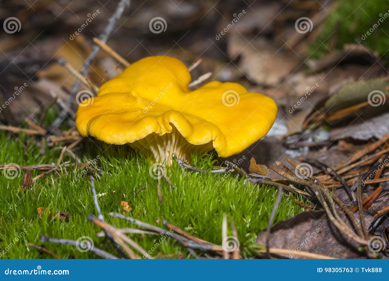 Mushrooms Chanterelle stock image. Image of bolete, pezizales 98305763