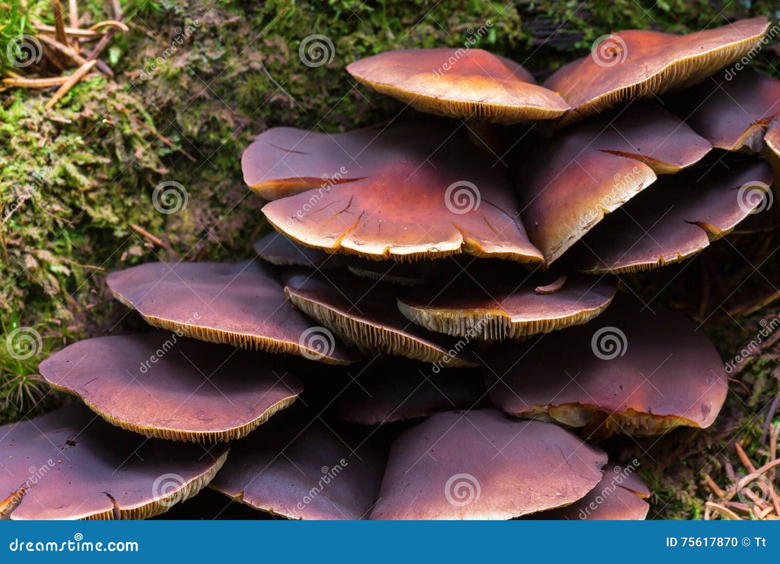 Mushrooms Chestnut Brittlestem Stock Photo Image of forest, view
