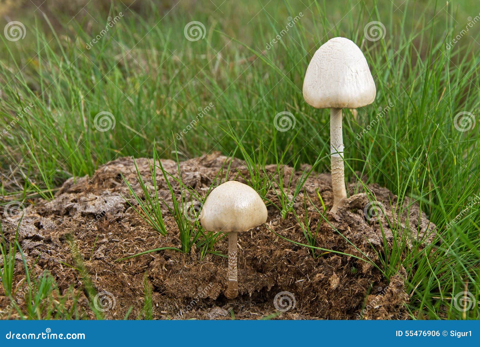 How do you grow mushrooms in cow dung?