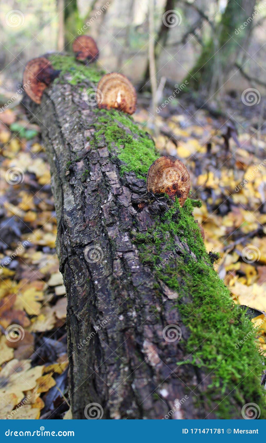 Mushrooms on a dead tree stock image. Image of wood 171471781