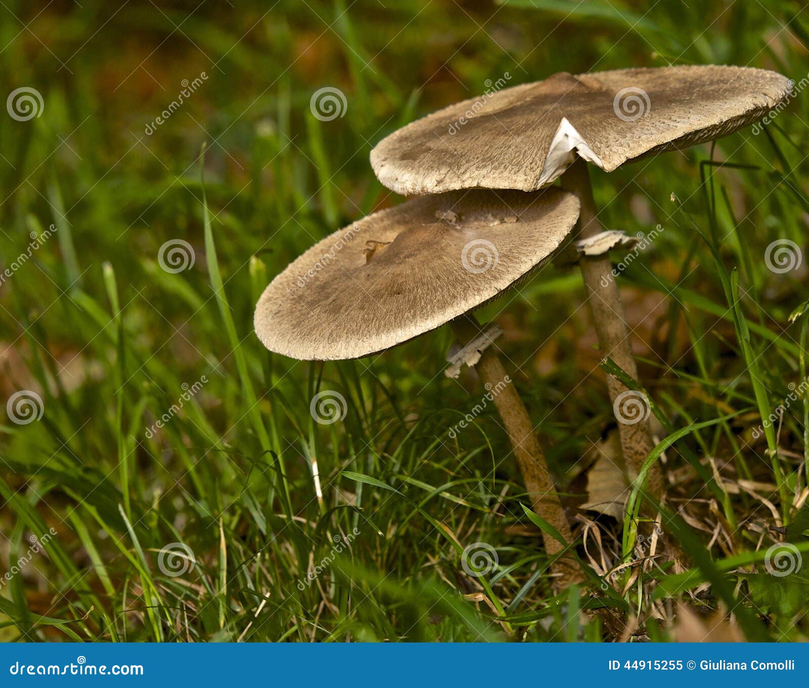 Mushrooms at the Edge of the Forest Stock Image - Image of vulgaris ...