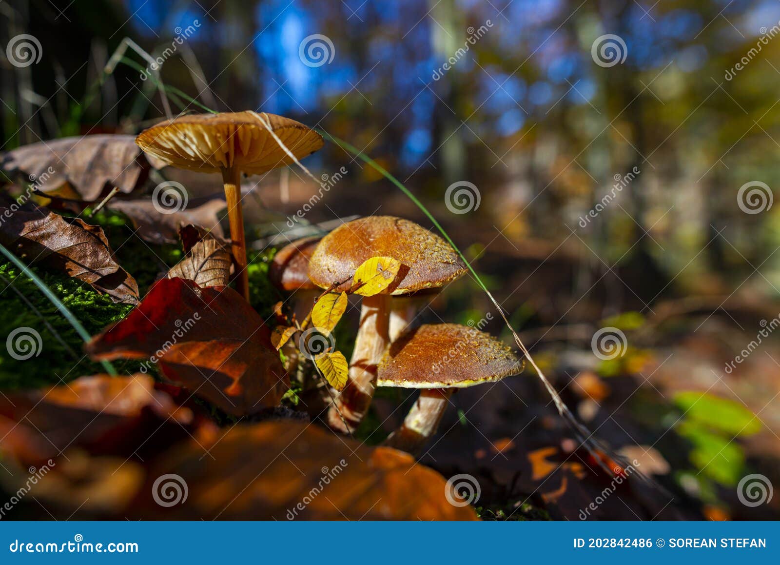 mushrooms in the forest in the fall season