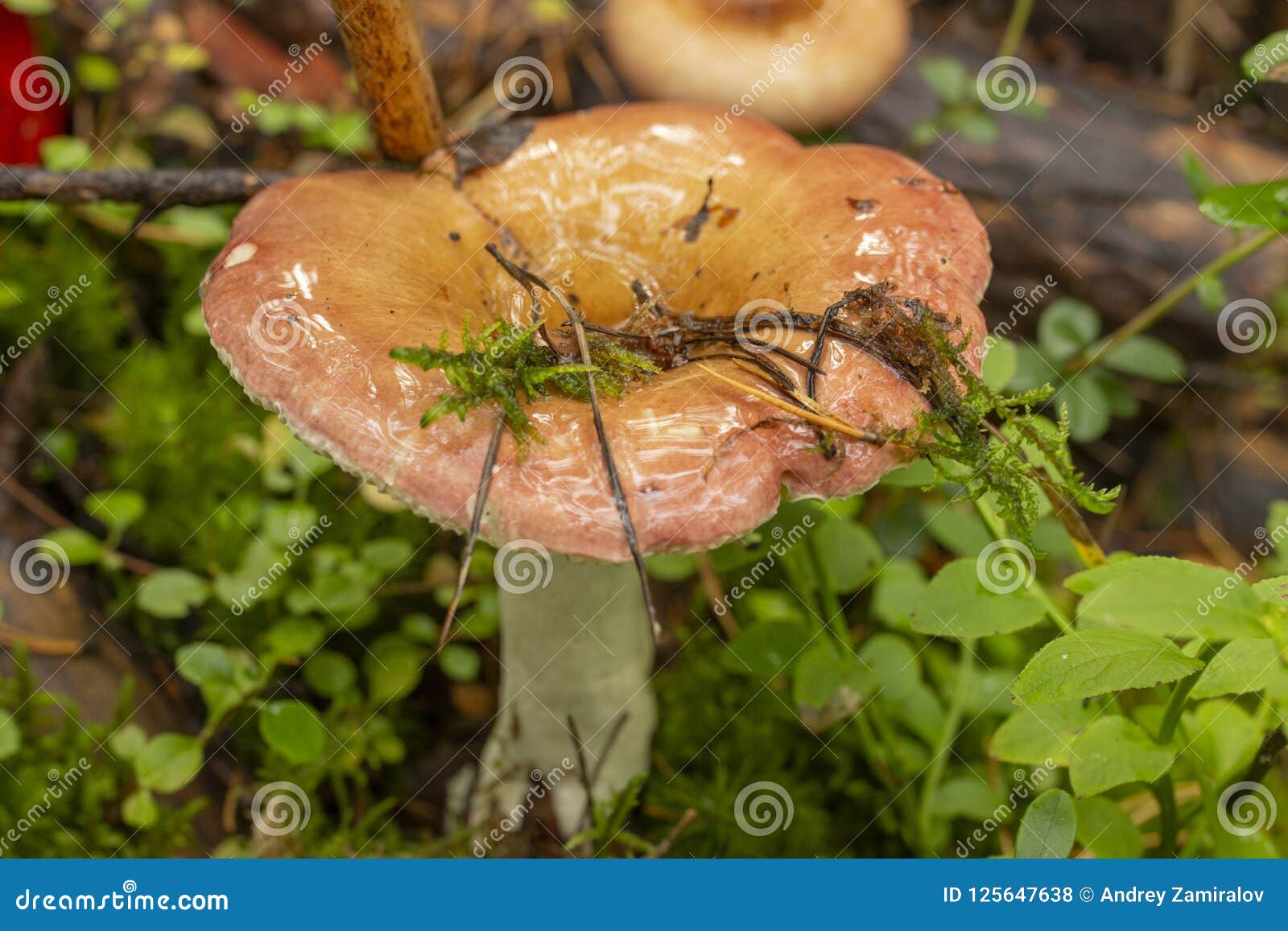Mushrooms in the forest. stock photo. Image of gifts 125647638
