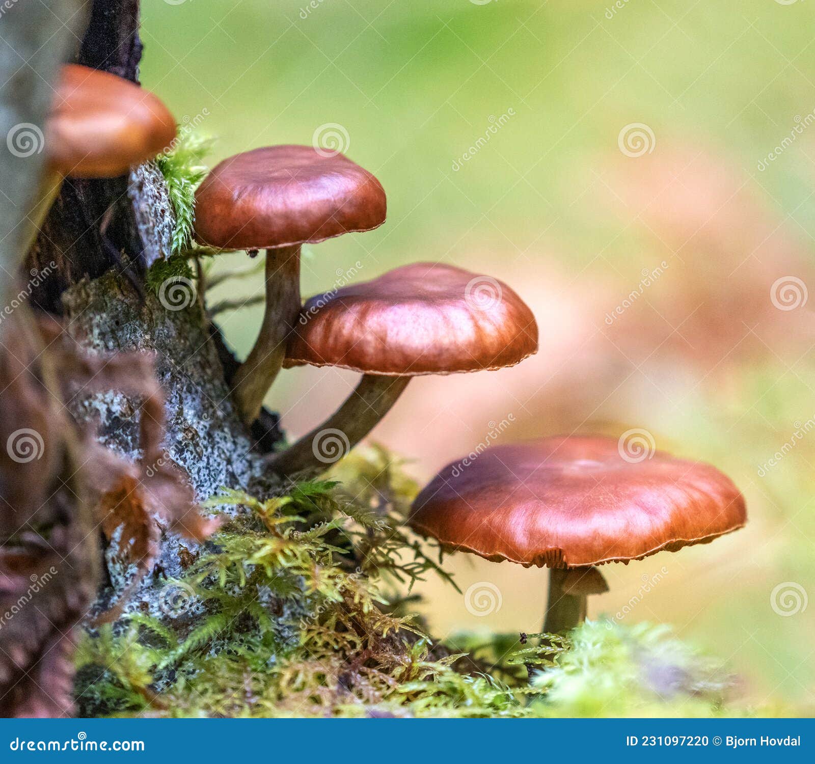 mushrooms galerina marginata