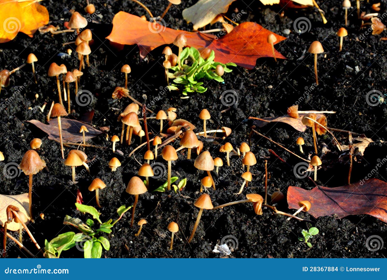 Mushrooms in garden stock photo. Image of whimsical, vegitation 28367884