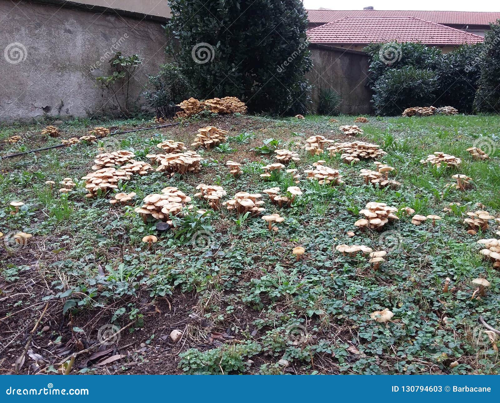 Mushrooms Grow In The Gardens In The City Stock Image Image Of