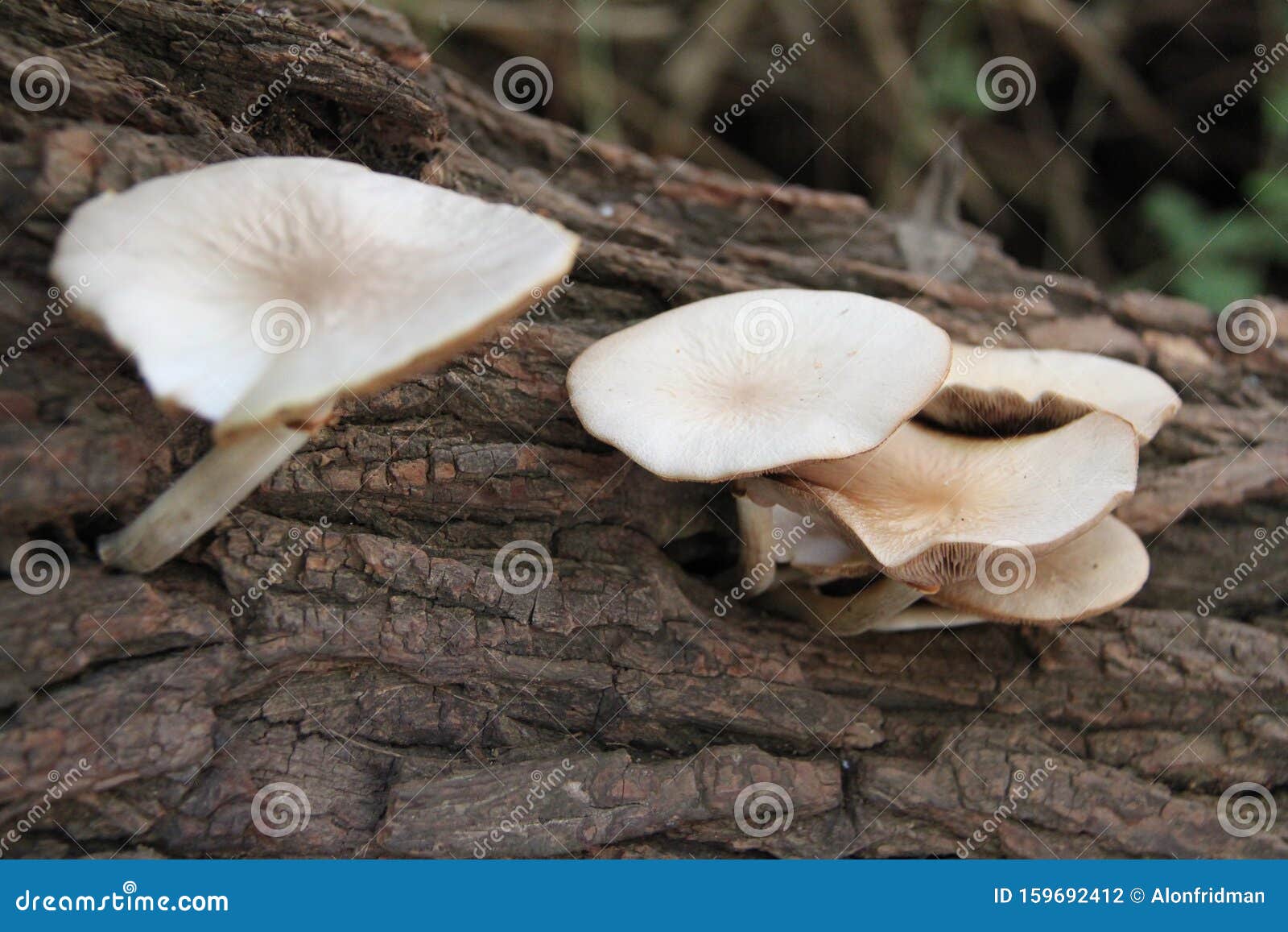 Mushrooms Grow Out of a Tree Trunk Stock Photo Image of white
