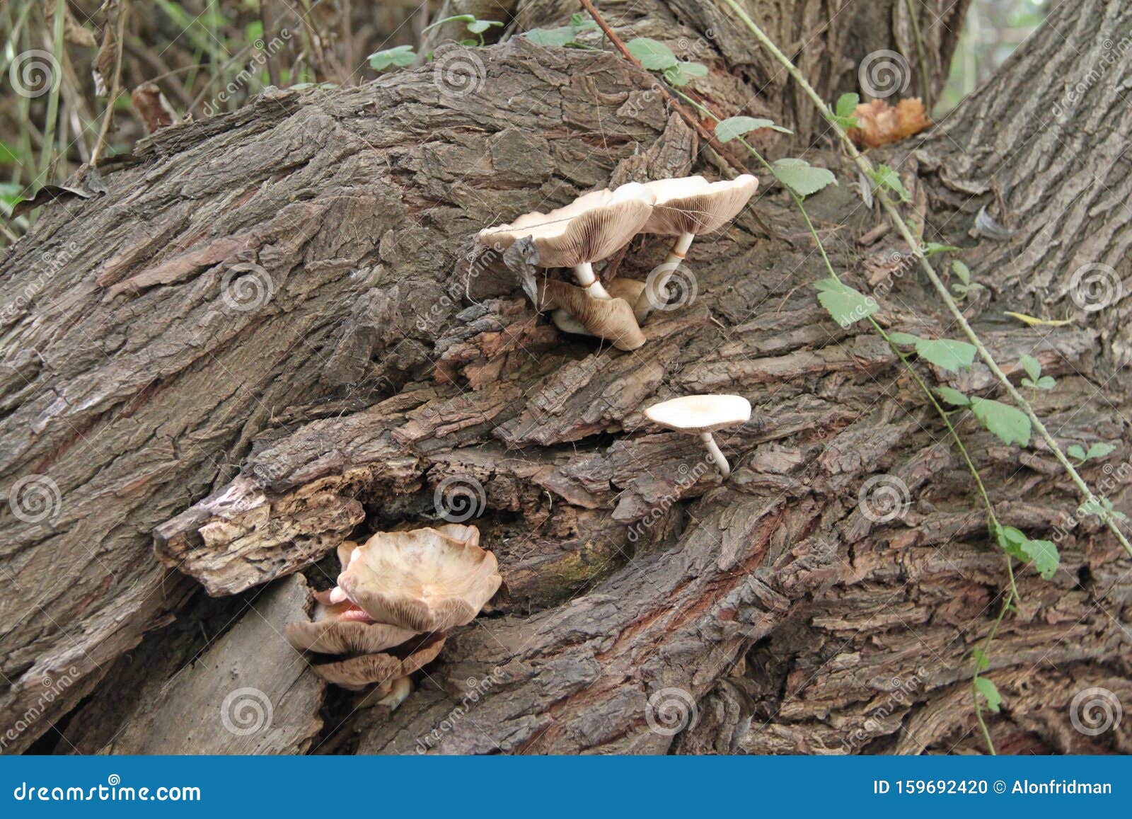 Mushrooms Grow Out of a Tree Trunk Stock Photo Image of forest, white