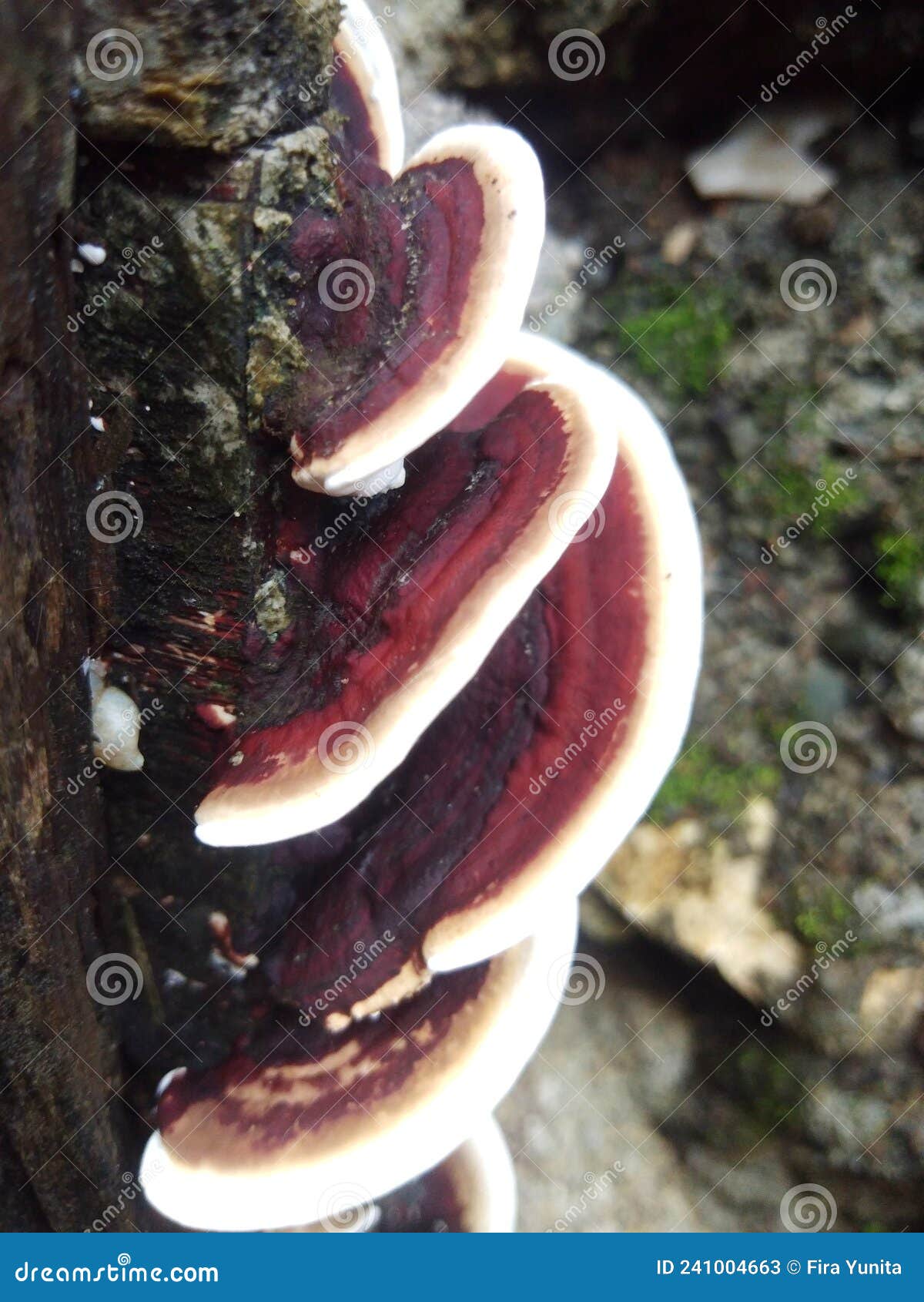 Mushrooms that Grow between Wood and Rocks Stock Image Image of food