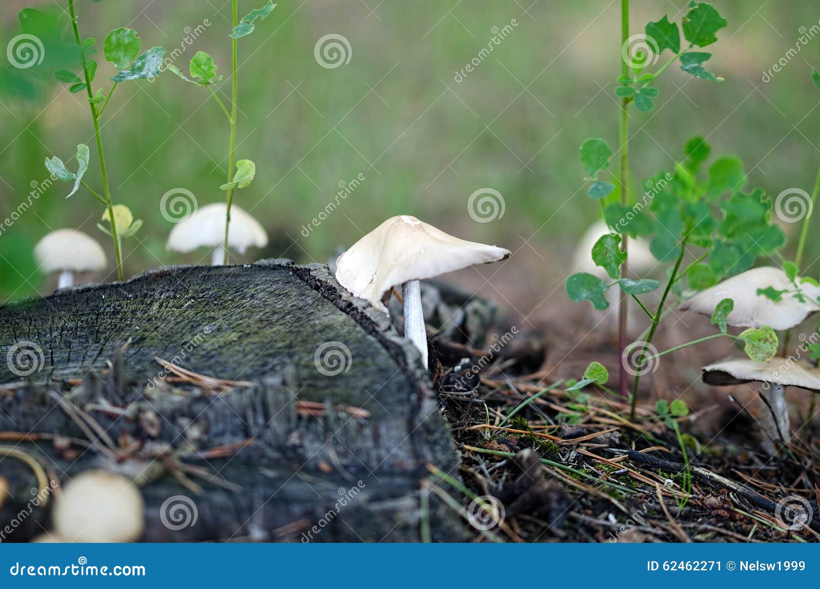 Mushrooms Growing Around Tree Stump. Stock Image Image of food, forest 62462271