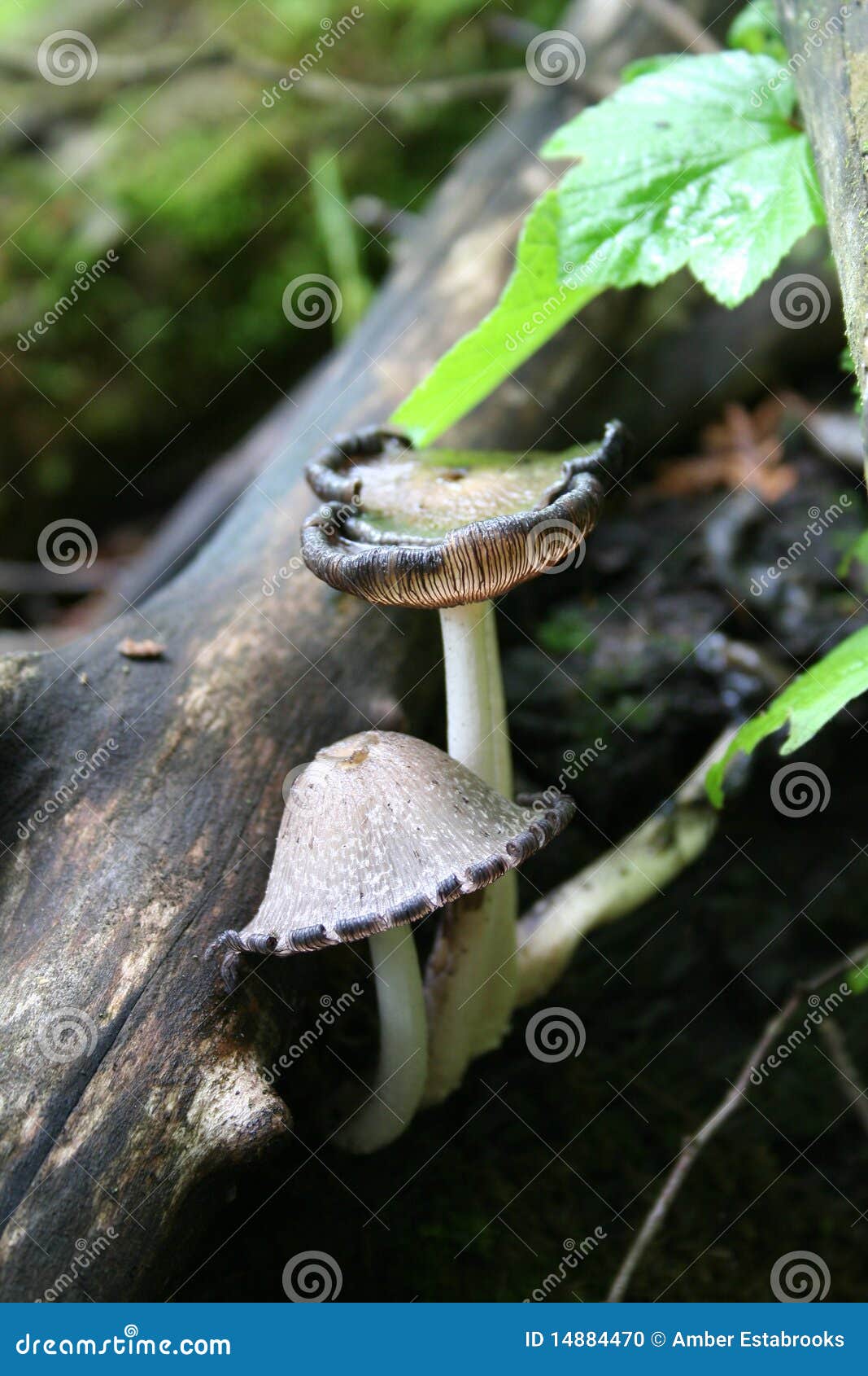 Mushrooms Growing on Dead Trees Stock Photo Image of tree, stem 14884470