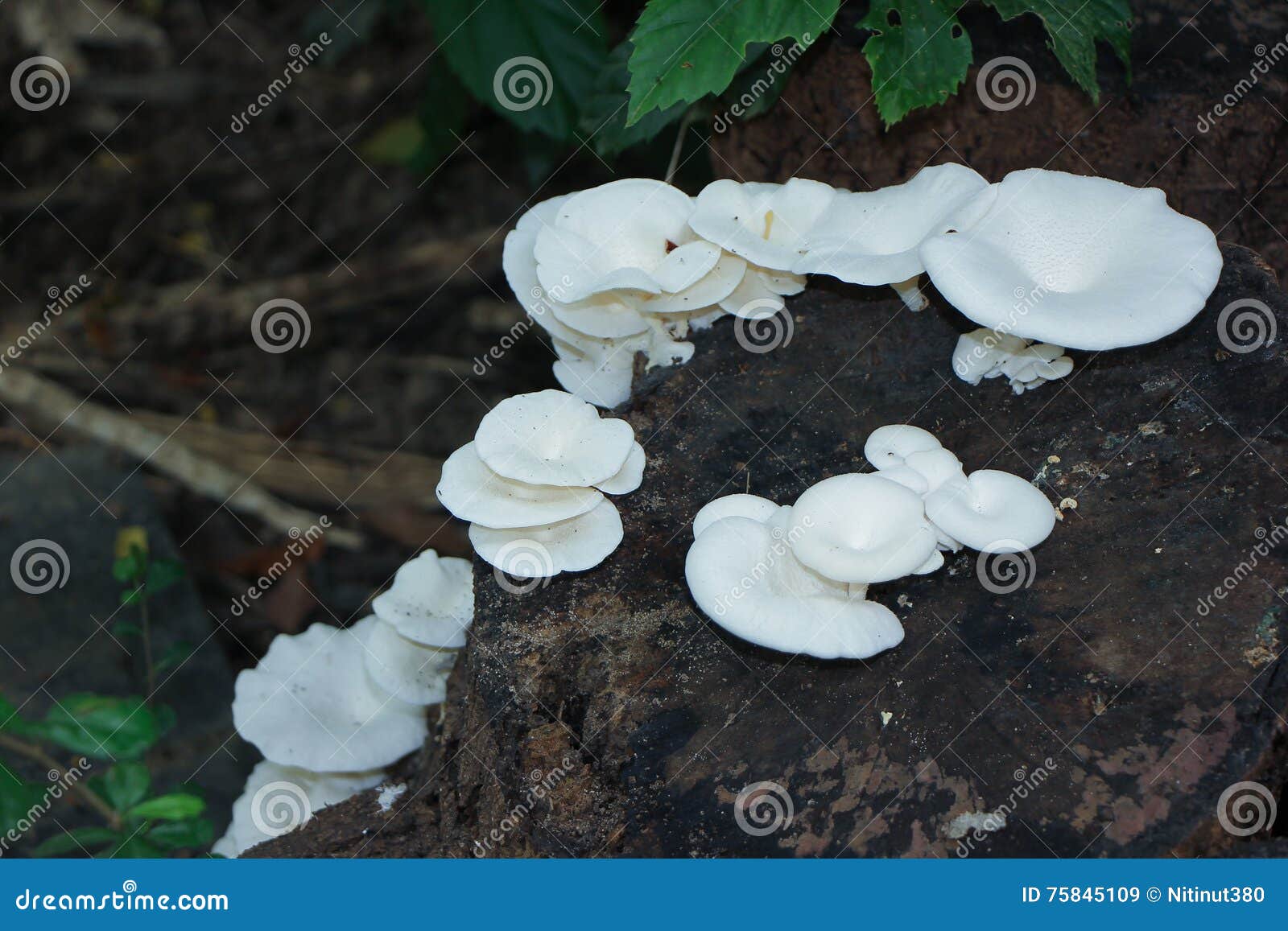 Mushrooms Growing on Dead Wood Stock Image Image of nature, forest