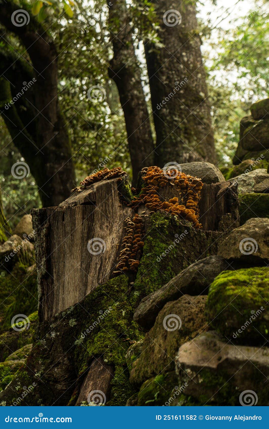 mushrooms growing on a felled tree