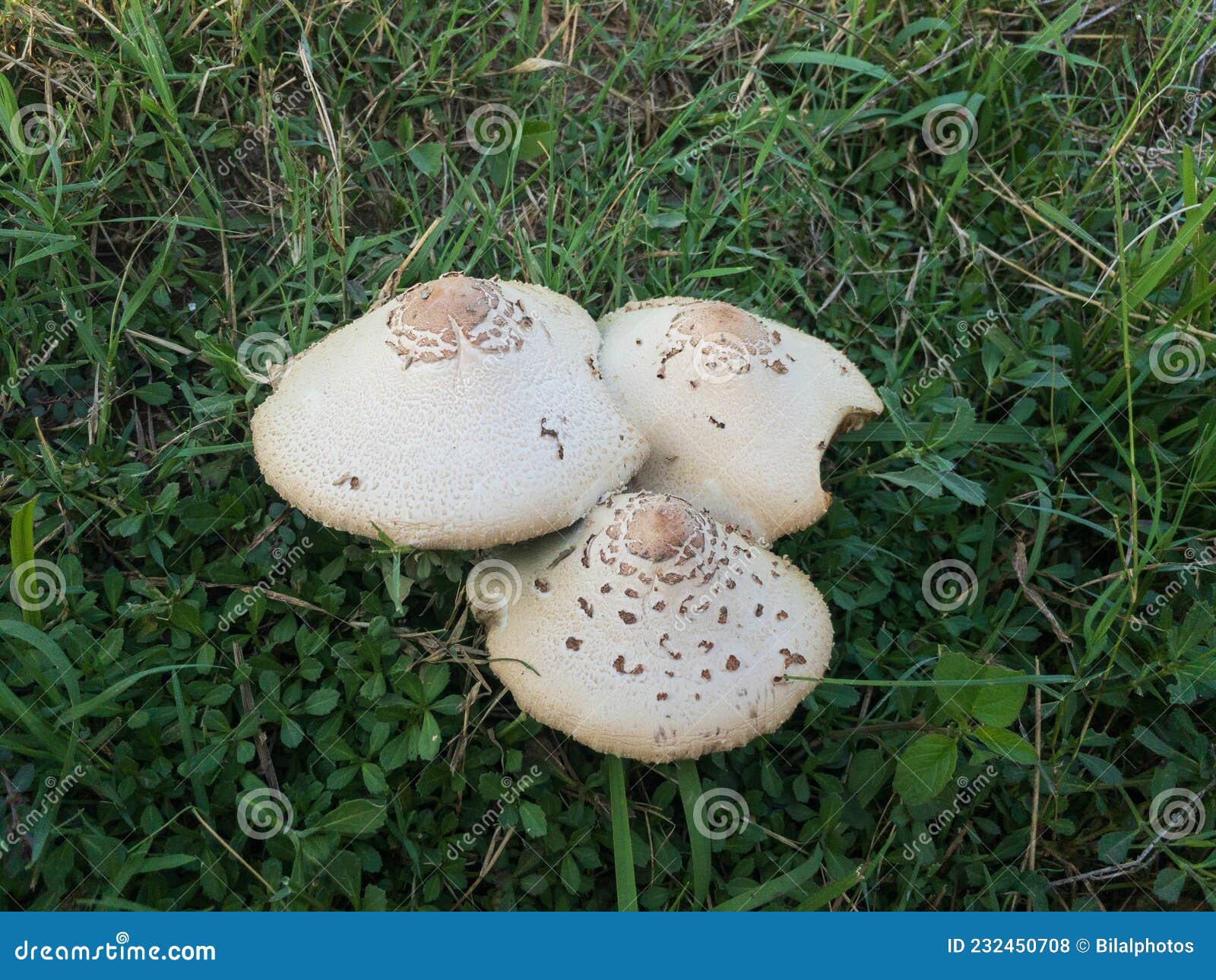 Mushrooms Growing in the Grass Stock Photo Image of plant, season