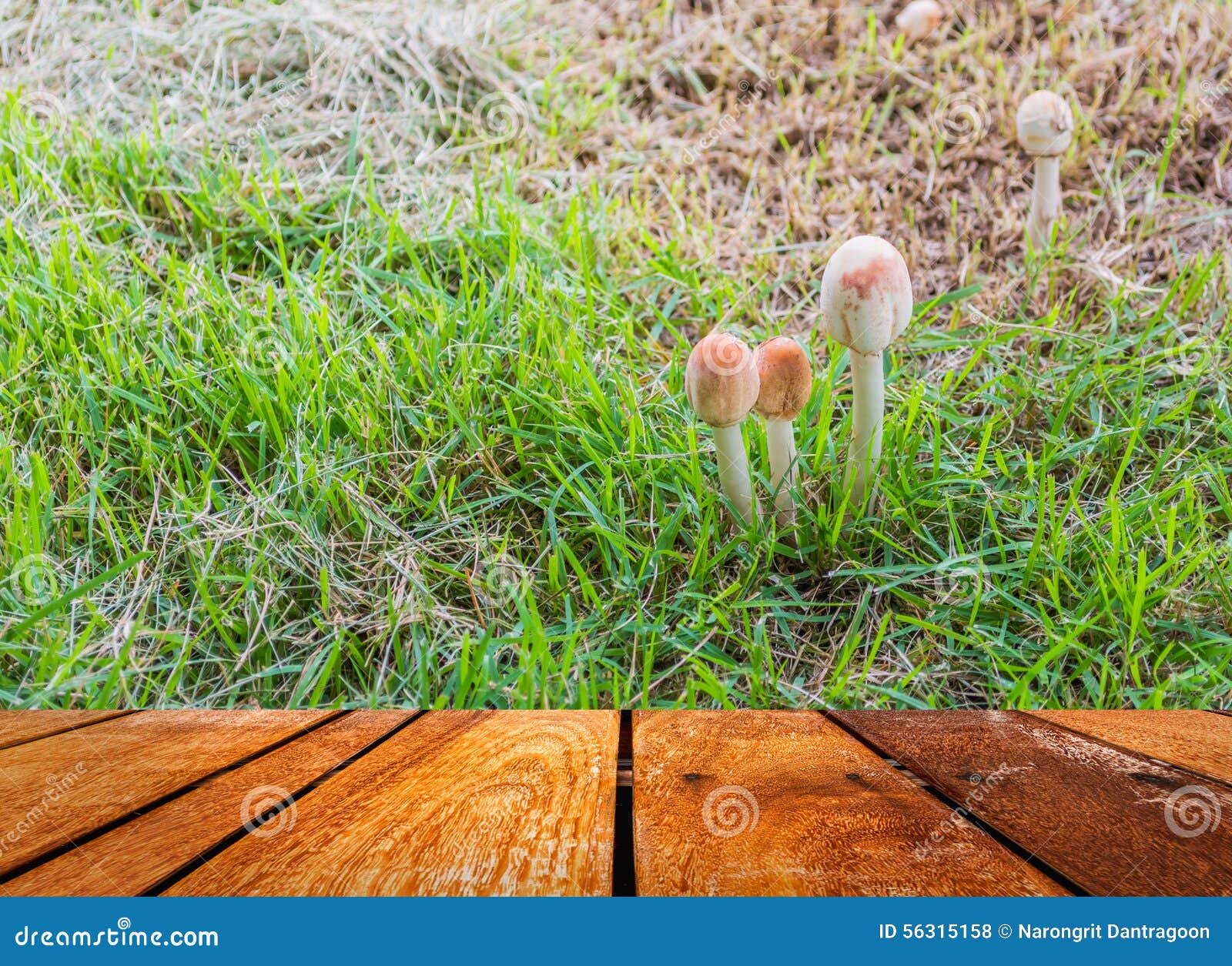 Mushrooms Growing in Grass stock photo. Image of fungus 56315158