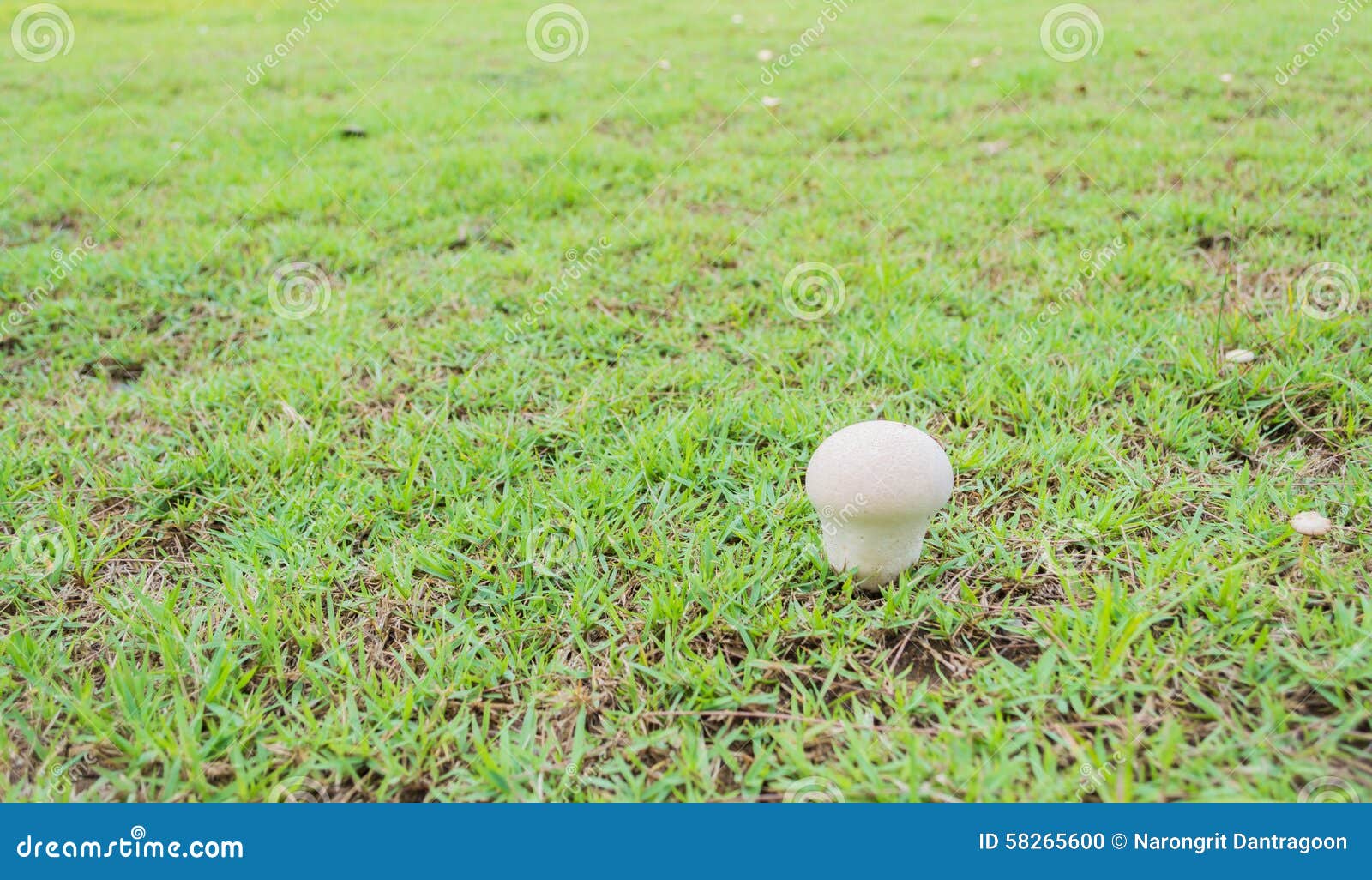 Mushrooms Growing in Grass stock photo. Image of autumn 58265600