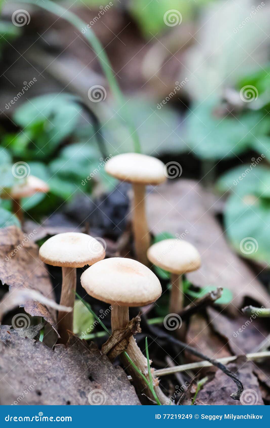 Mushrooms Growing among Grass and Leaves Stock Image Image of macro