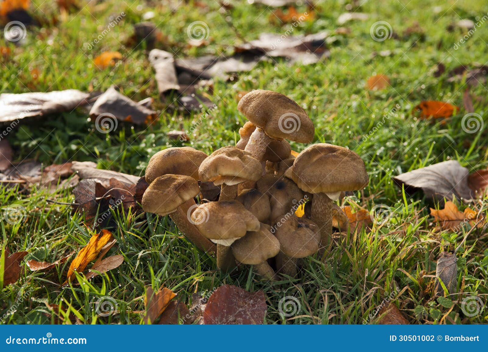 Mushrooms growing in grass stock photo. Image of agaric 30501002