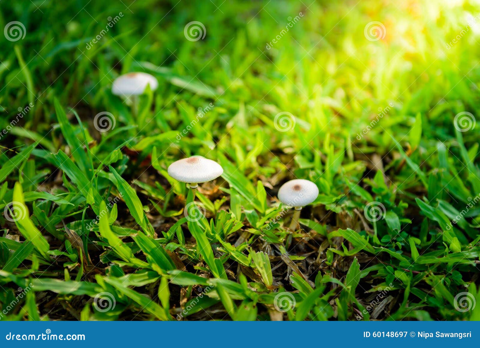 Mushrooms Growing in Grass stock image. Image of fungus 60148697