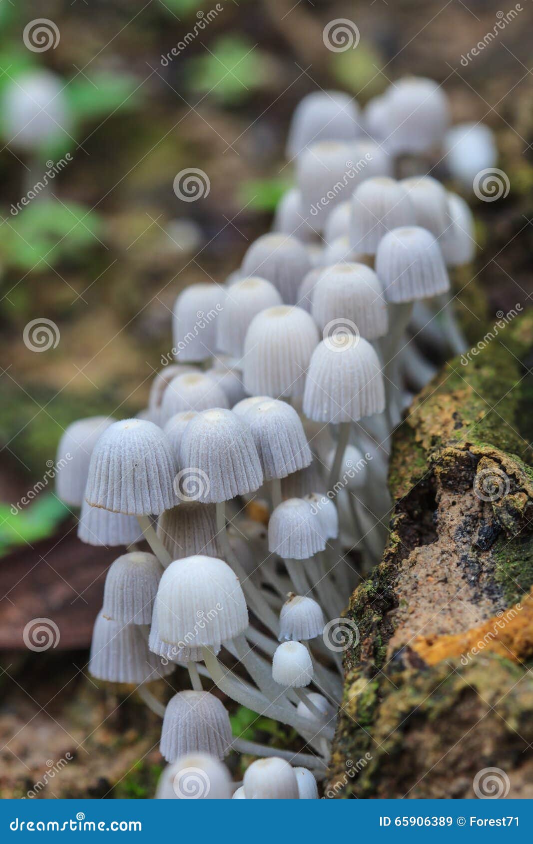 Mushrooms Growing on a Live Tree in the Forest Stock Image Image of