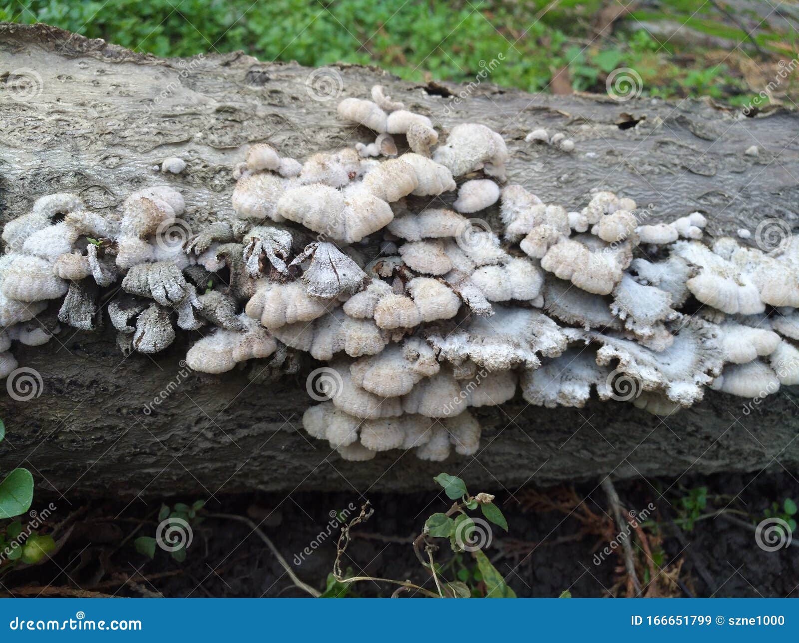 mushrooms growing on logs.