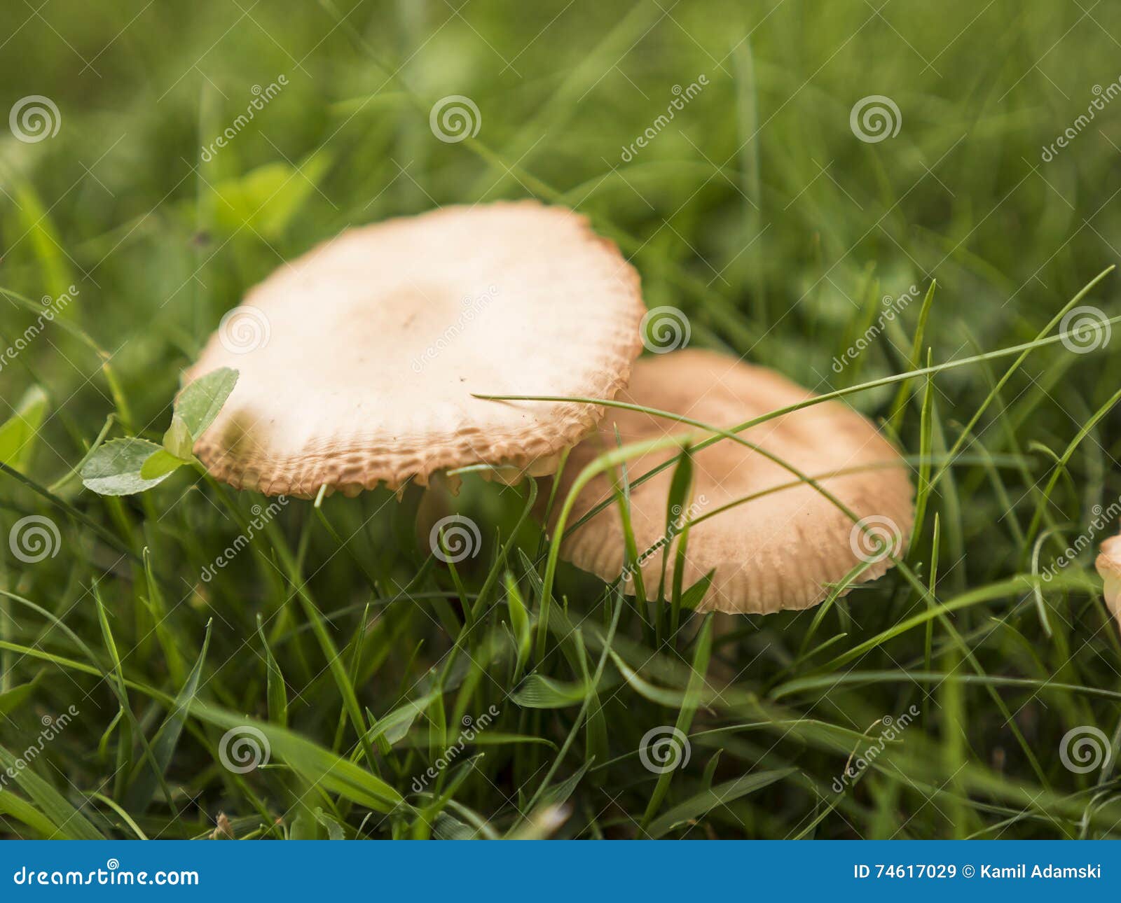 Mushrooms Growing In Middle Grass Stock Image Image Of Meadows
