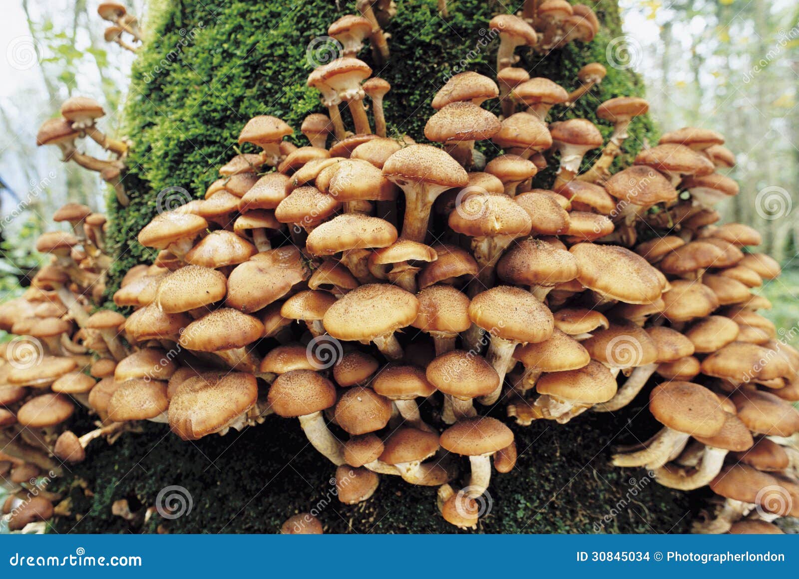 Mushrooms Growing Out of Tree Stock Photo Image of abundance