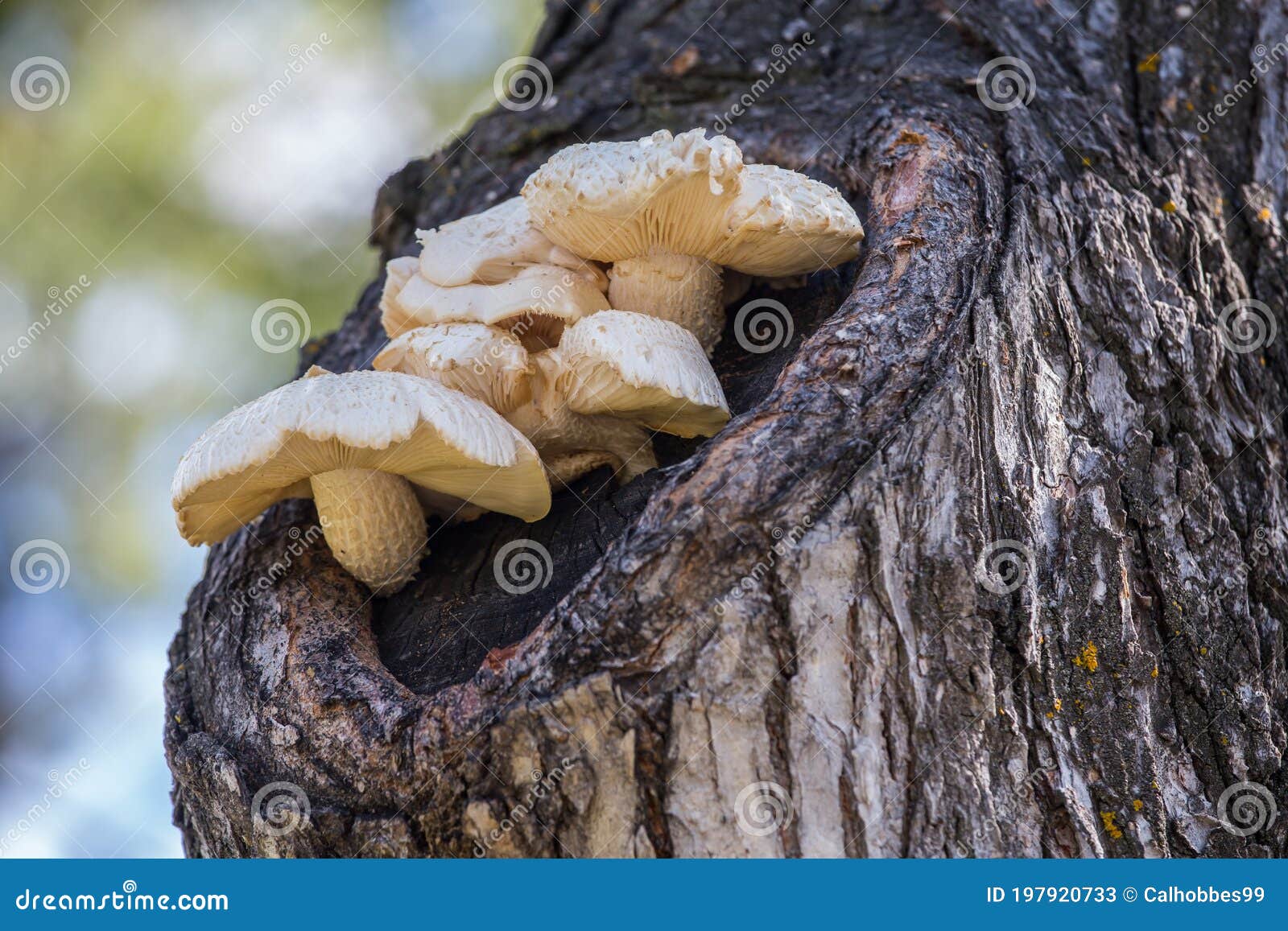 Mushrooms Growing Out of a Tree Stock Image Image of growth, tree