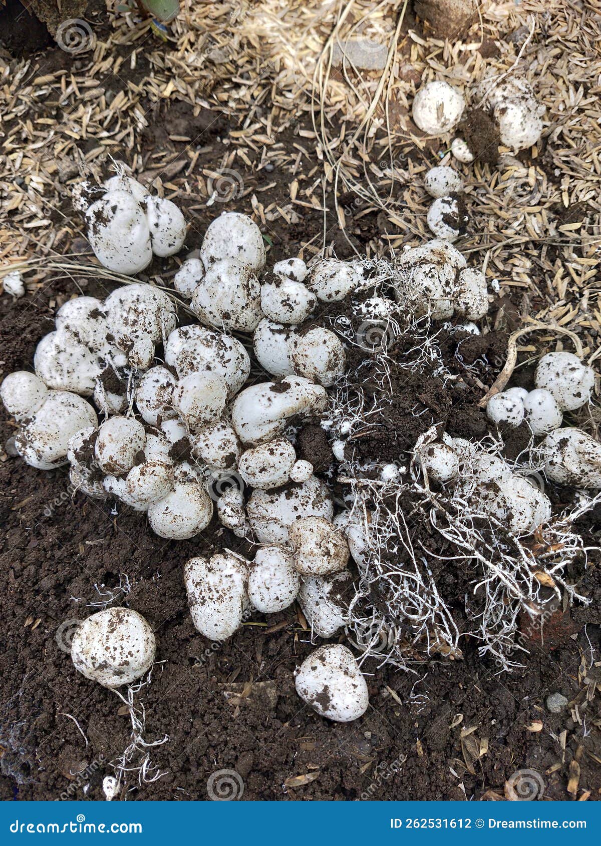 Mushrooms Growing in Rice Husks Stock Photo Image of rice, leaf