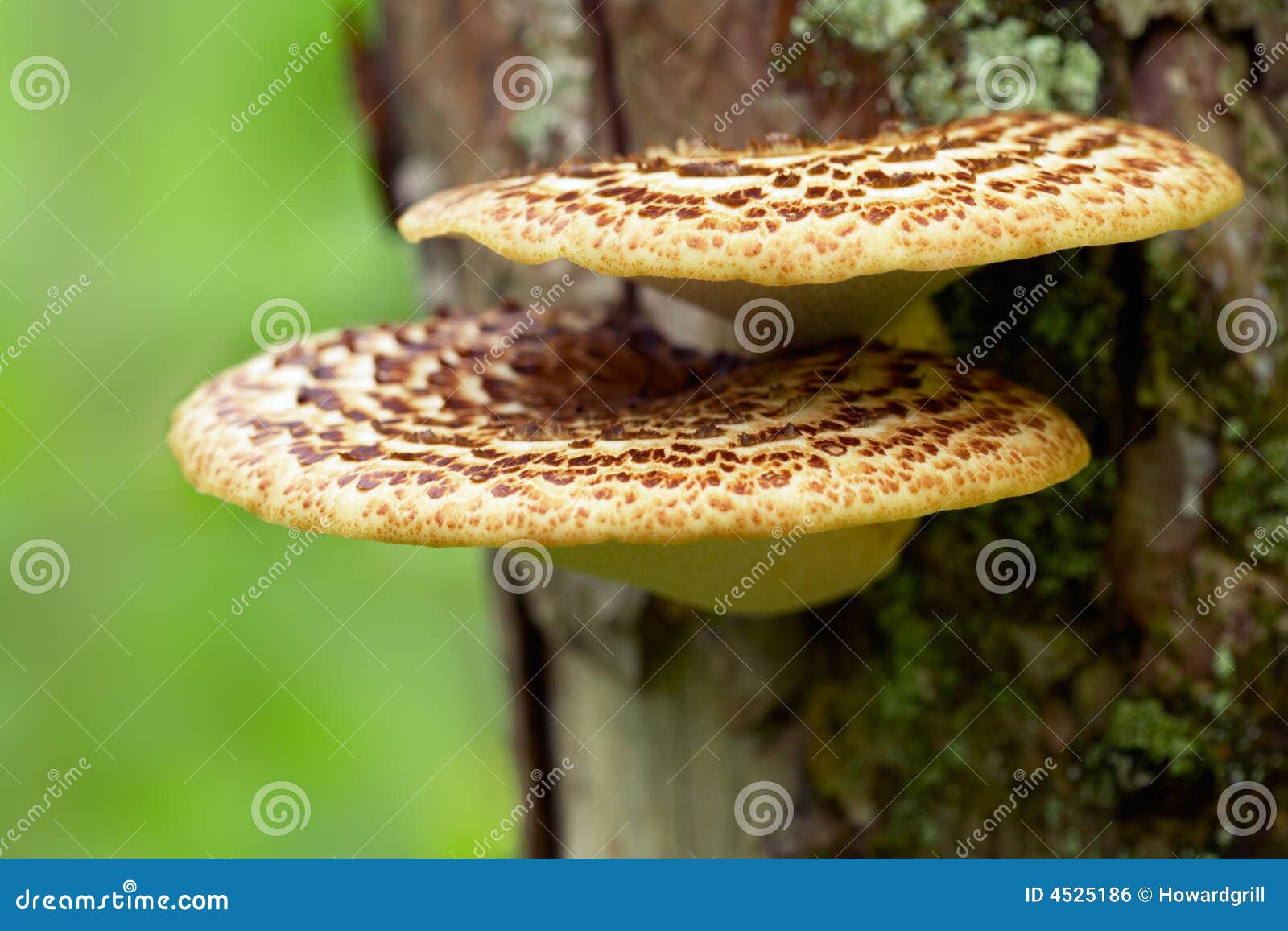 growing tree stuffed mushrooms tree