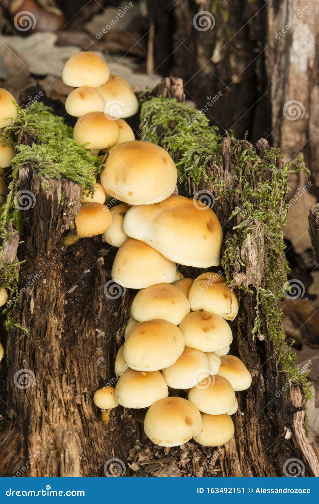Mushrooms Growing on a Tree Stump Stock Image Image of closeup, humid 163492151