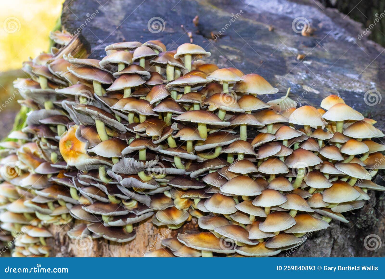 Mushrooms Growing on a Treee Stump Stock Image Image of kingdom, cultivation 259840893