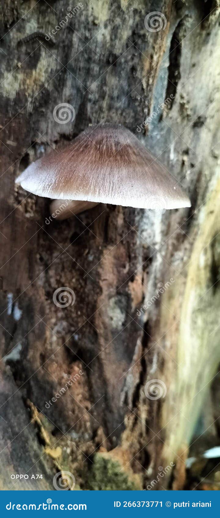 Mushrooms growing on trees stock image. Image of nature 266373771