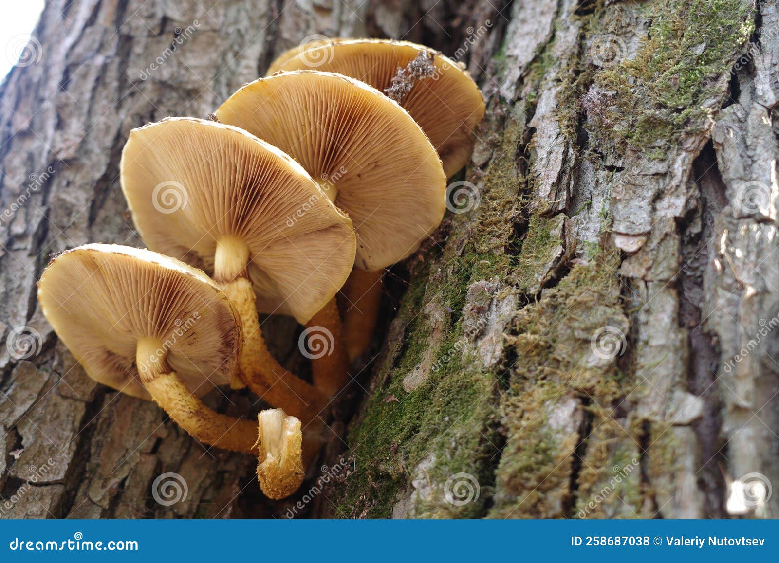 Mushrooms Grown on the Bark of a Tree. Stock Photo Image of bark
