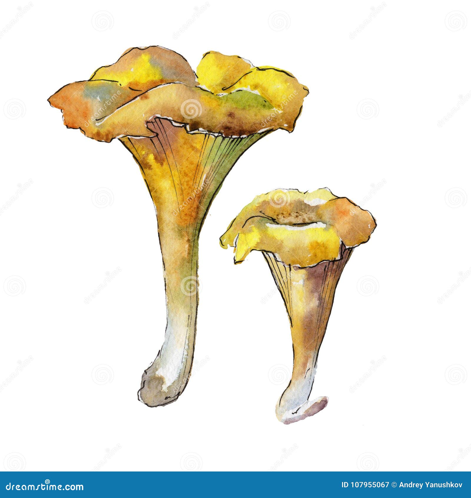 Mushrooms Healthy Food in a Watercolor Style Isolated. Stock ...