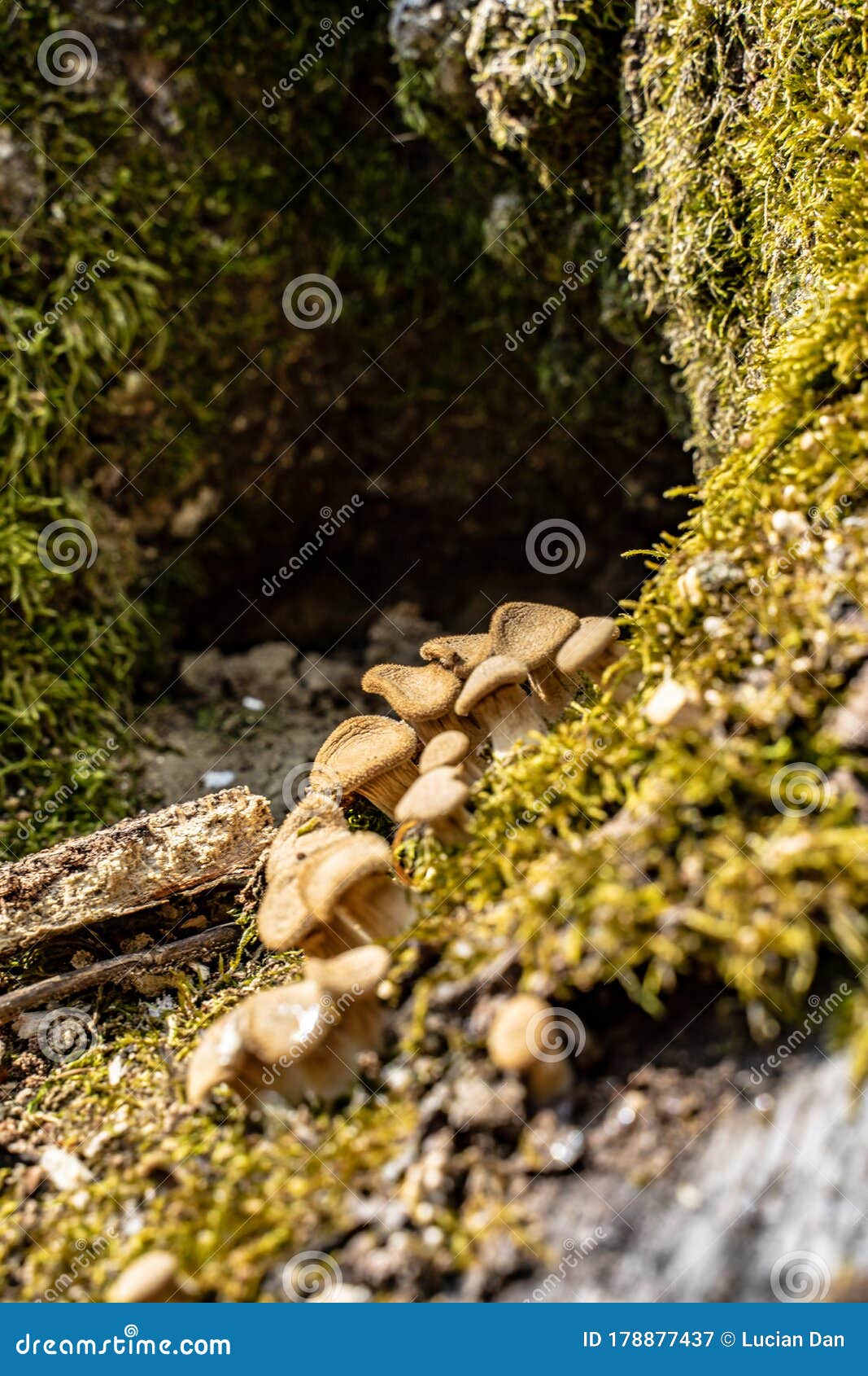 Mushrooms in a hole stock image. Image of nature, soil 178877437
