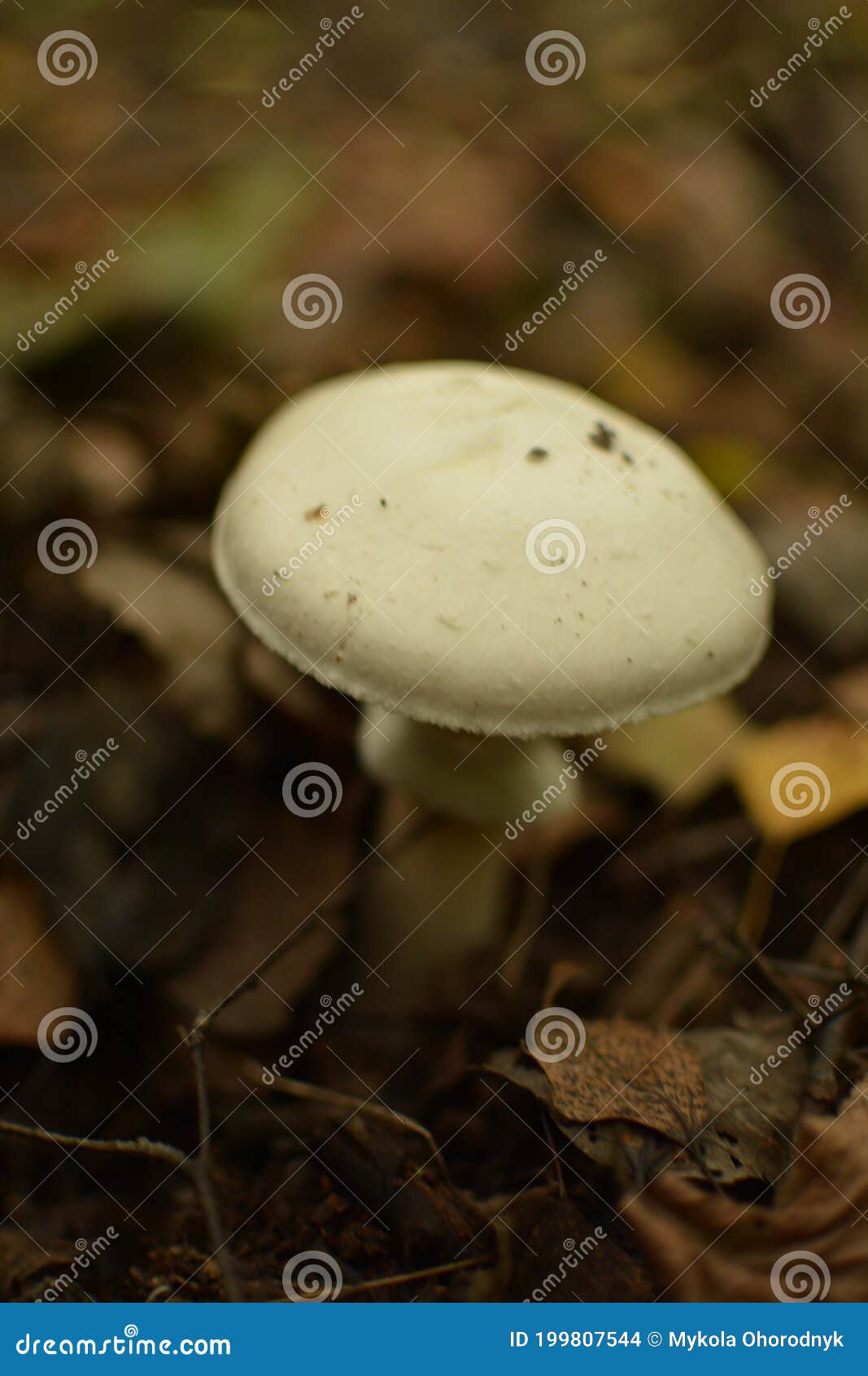 mushrooms on with latin name agaricus silvaticus in a forest glade
