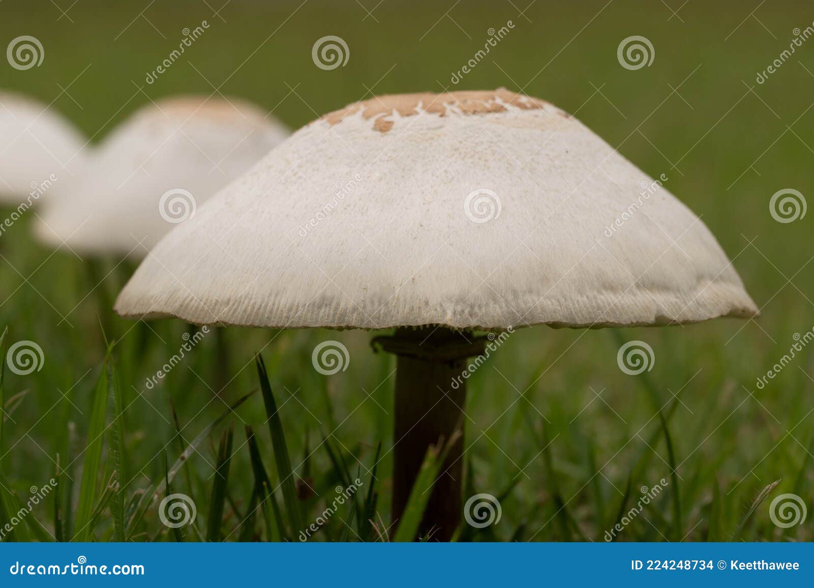 Mushrooms on the lawn stock photo. Image of environmental 224248734
