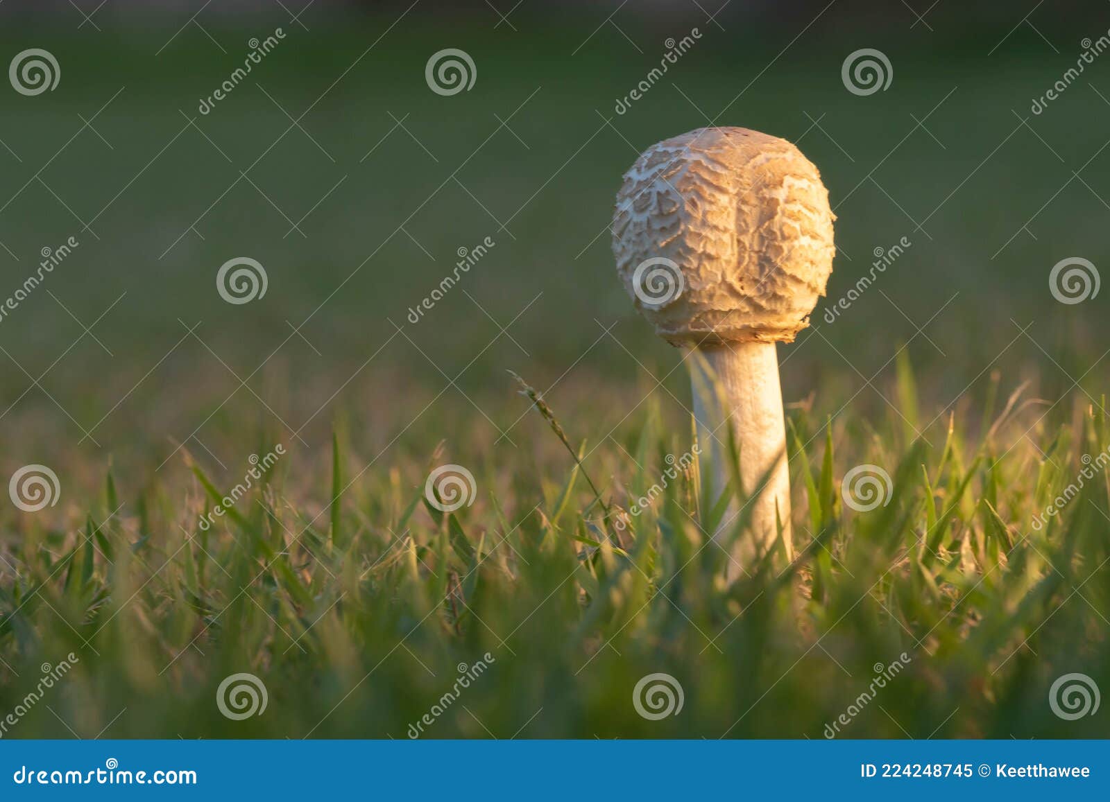 Mushrooms on the lawn stock image. Image of detail, growth 224248745