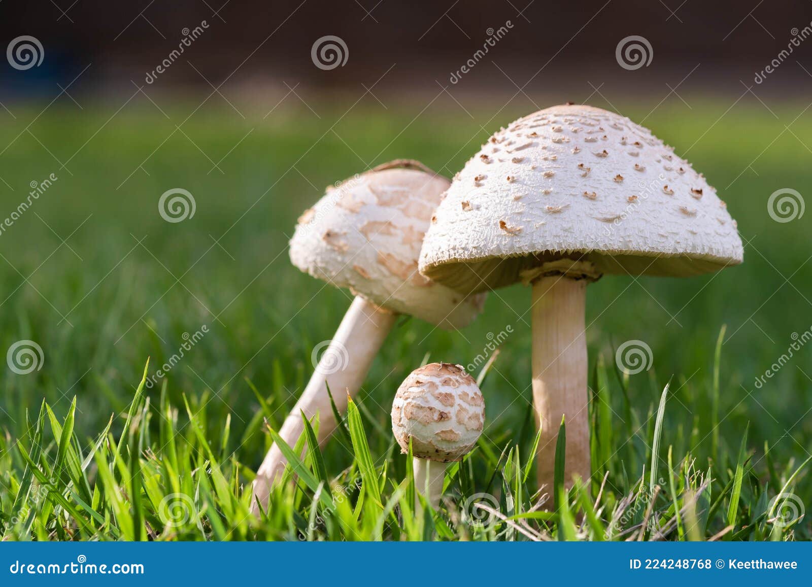 Mushrooms on the lawn stock photo. Image of colorful 224248768