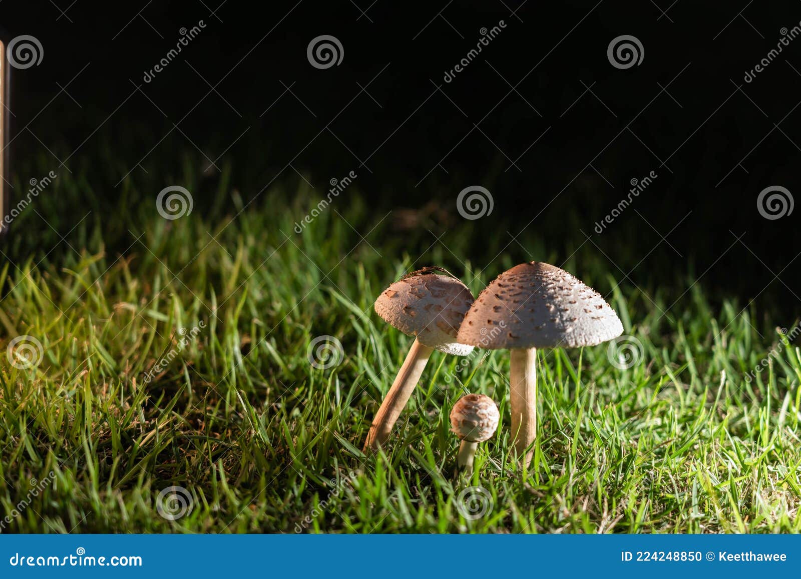 Mushrooms on the lawn stock photo. Image of botanical 224248850