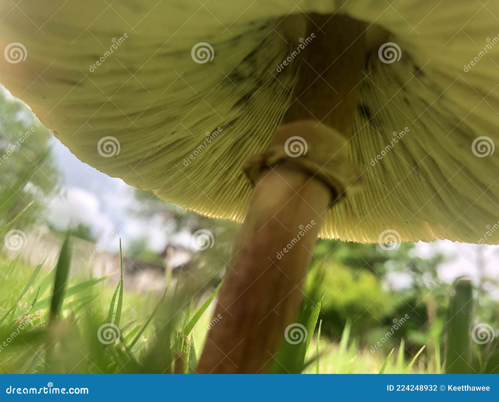 Mushrooms on the lawn stock photo. Image of macro, detail 224248932