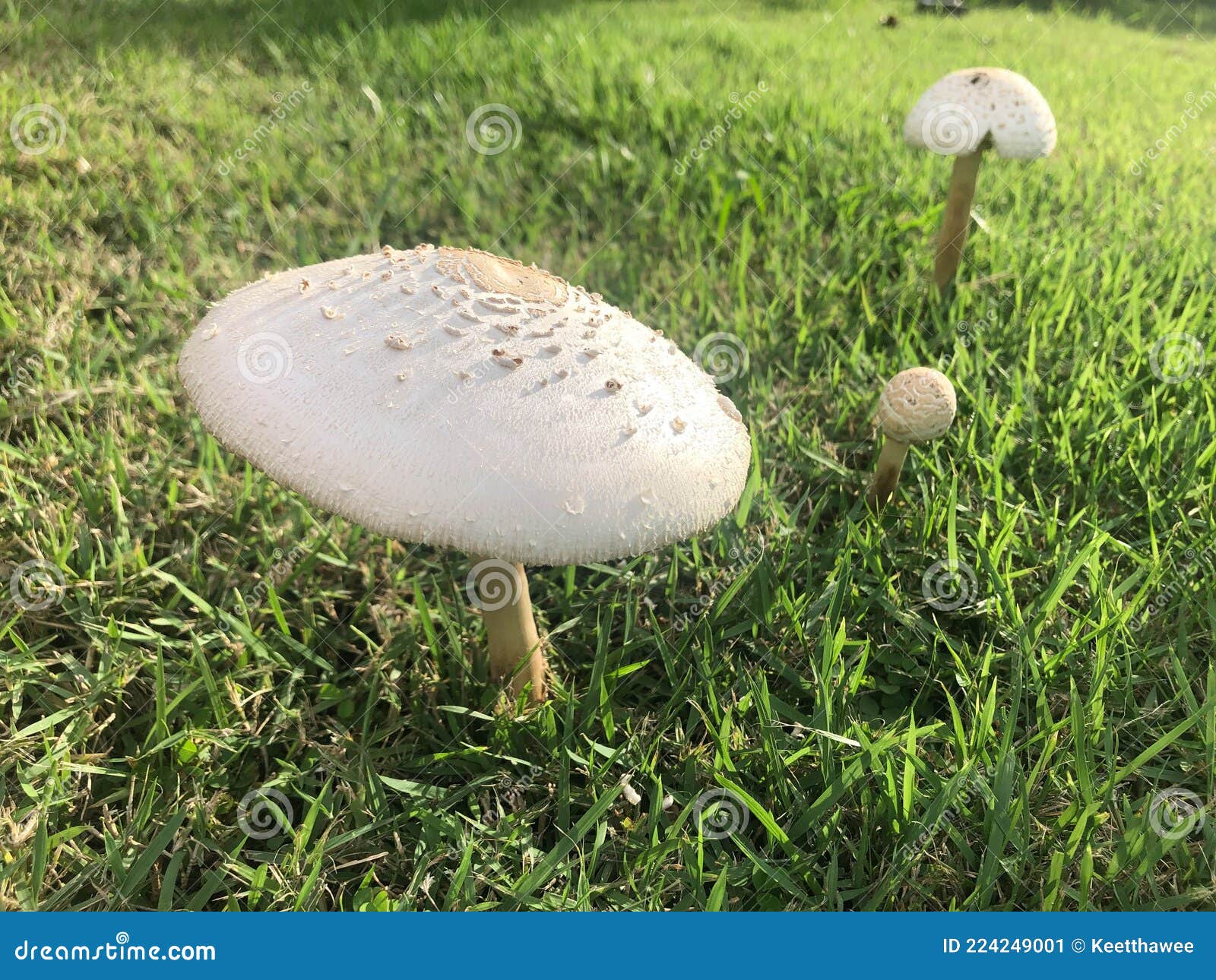 Mushrooms on the lawn stock image. Image of food, growth 224249001