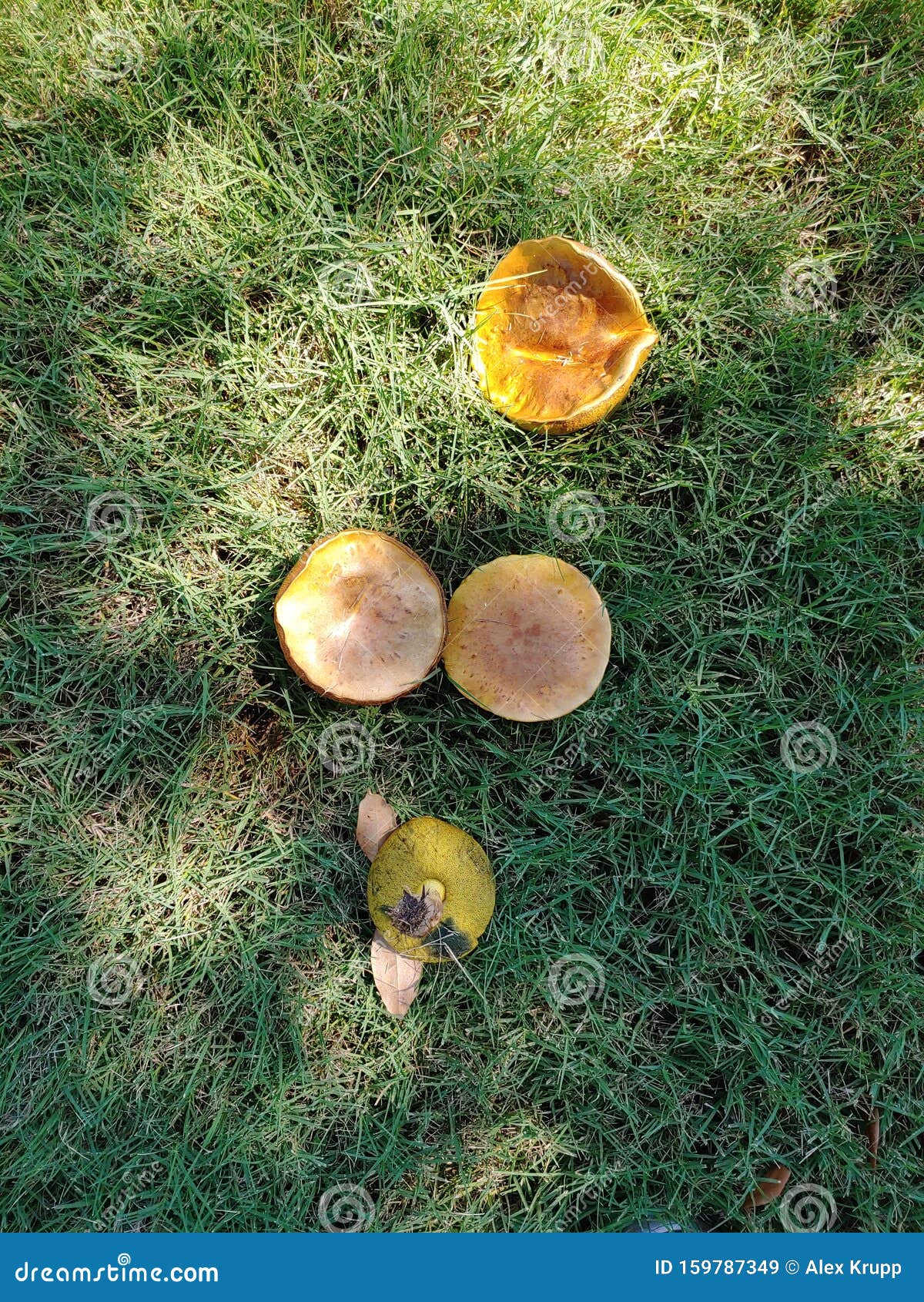 Mushrooms on lawn stock image. Image of mycology, texas 159787349