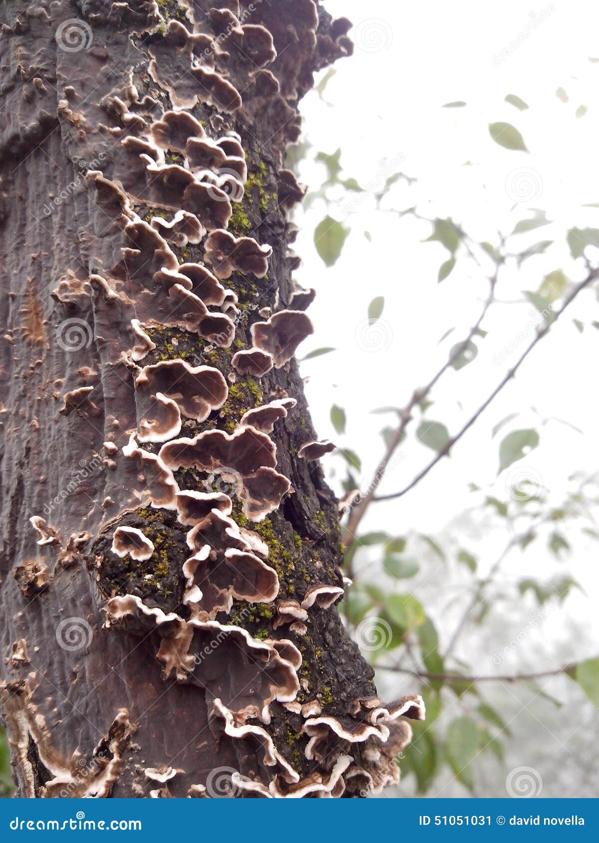 mushrooms on a live tree