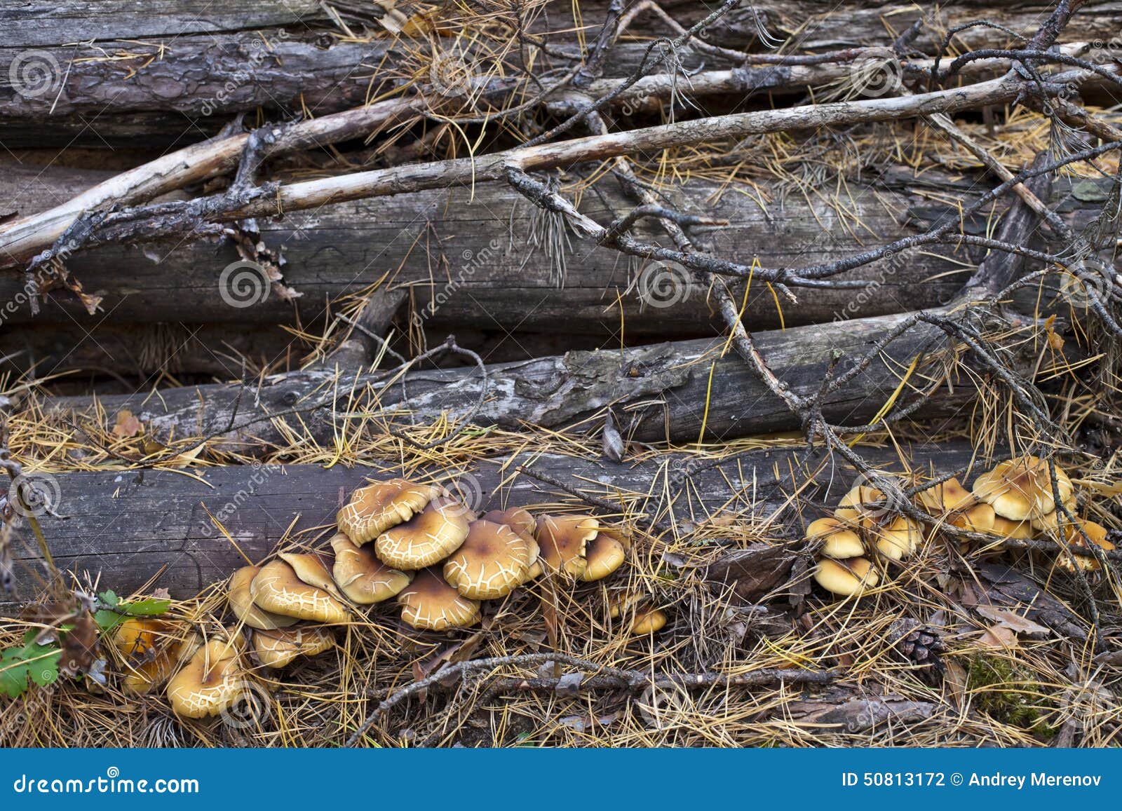 Mushrooms on logs stock photo. Image of forest, bark 50813172